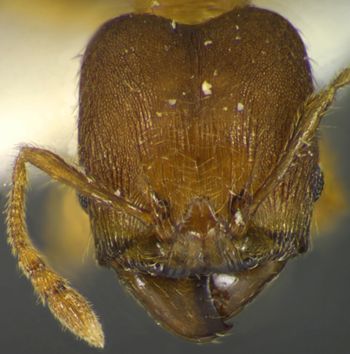 Media type: image;   Entomology 35157 Aspect: head frontal view